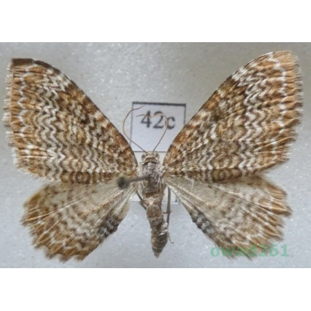 Hydria undulata (Linnaeus, 1758) Czech42c